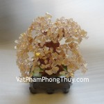 cay-thach-anh-vang-ca207-2