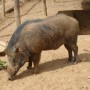 lợn rừng đực